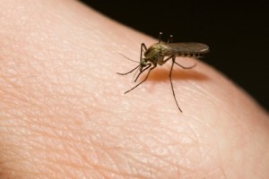 avoid mosquito bites
