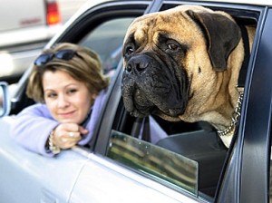 traveling with pet