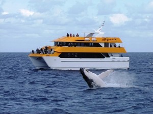 whale watching cruises