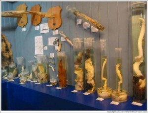 Icelandic Phallological Museum