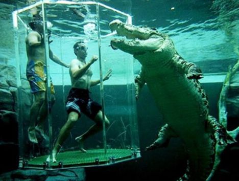 swimming with crocodiles
