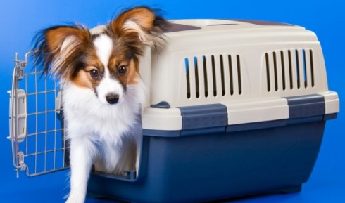 air travel with pets