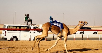 camel races