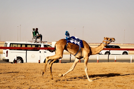 camel races