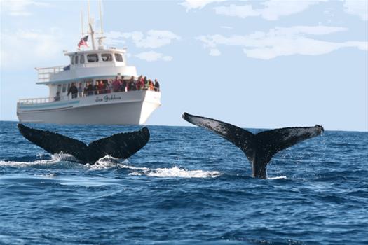 whale watching