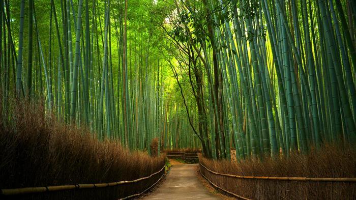 arashiyama bamboo forest