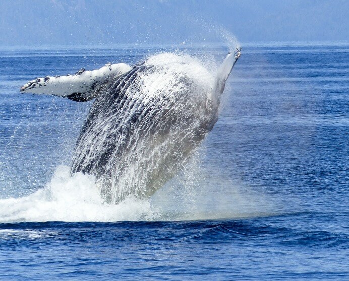 visit humpback whales